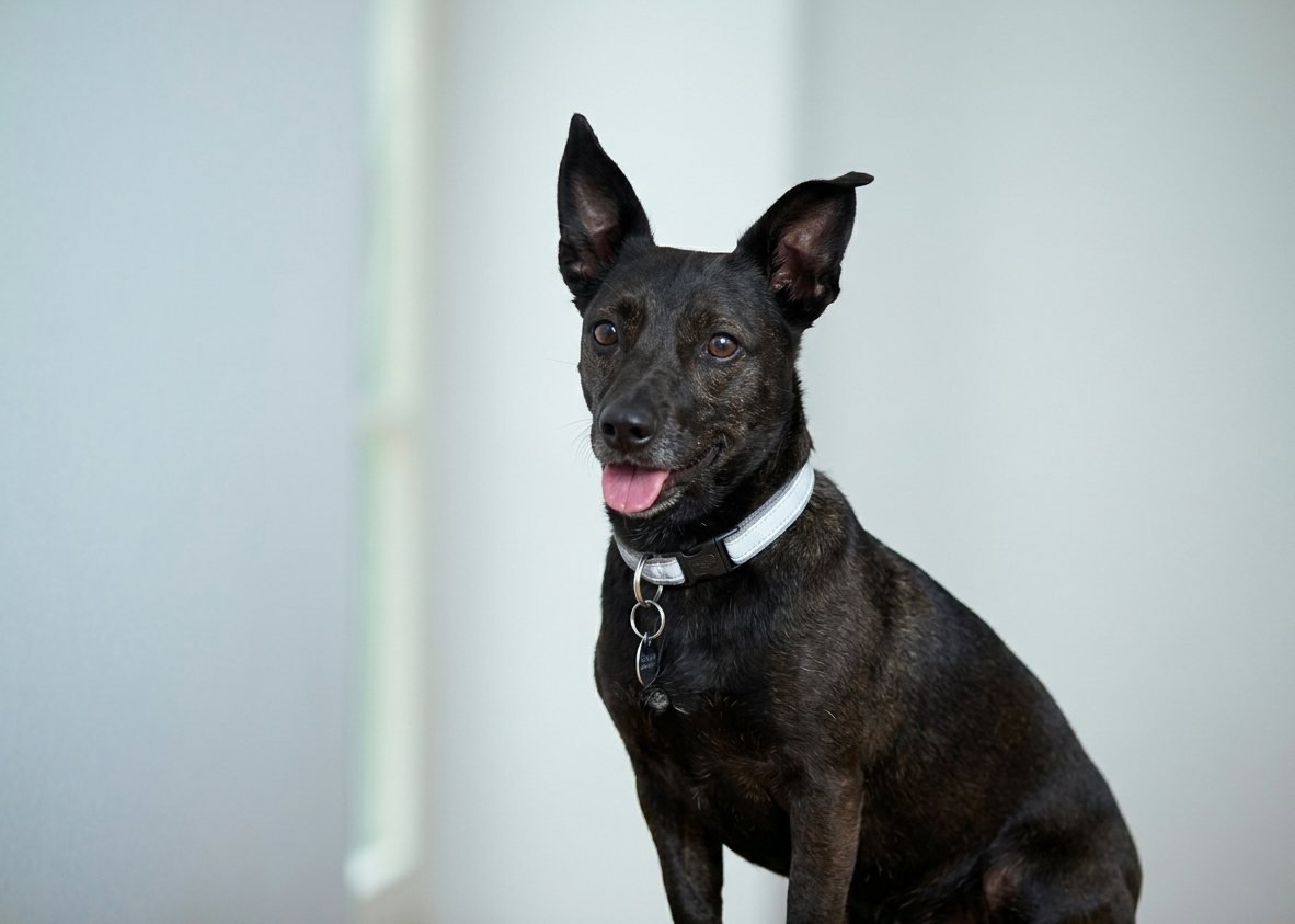 Luke, der Bürohund